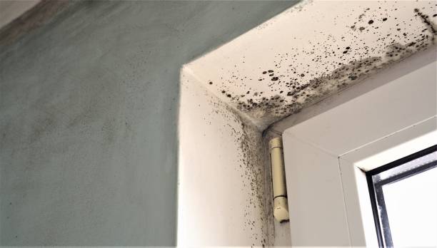 Professional Mold Removal in Munster, IN