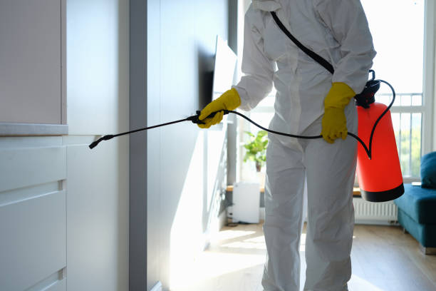 Best Attic Mold Removal  in Munster, IN