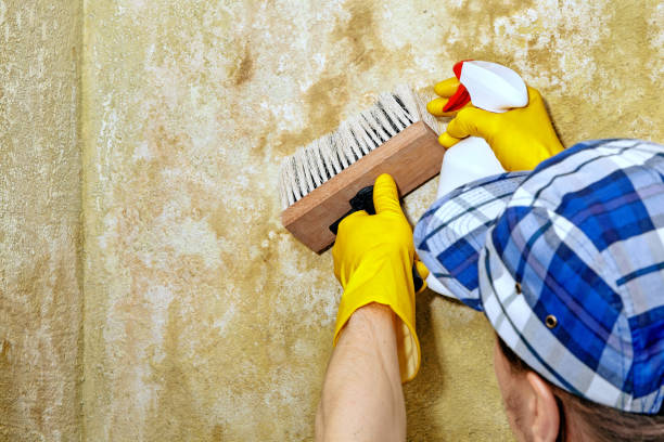 Best Water Damage & Mold Remediation  in Munster, IN