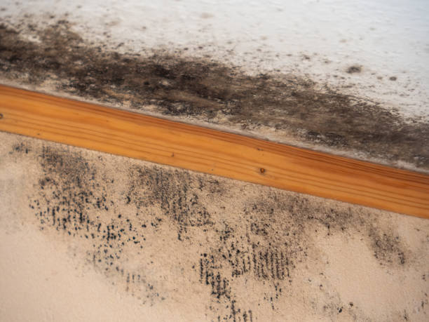 Best Mold Documentation for Insurance Claims  in Munster, IN