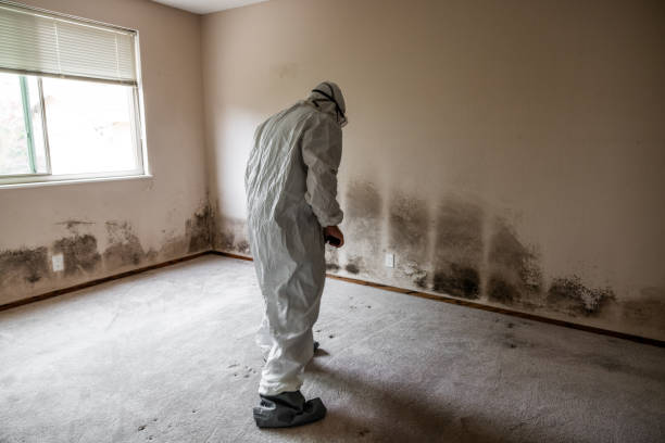 Best Mold Odor Removal Services  in Munster, IN