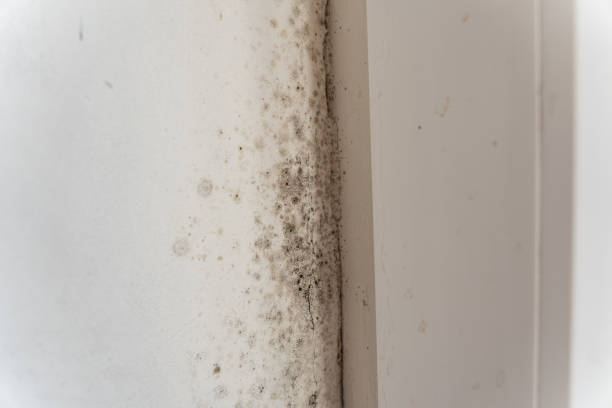 Best Mold-Related Health Consultation  in Munster, IN