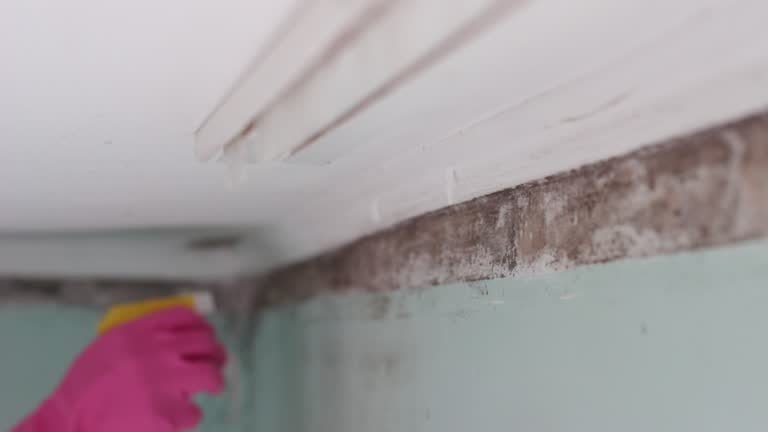 Best Biohazard Mold Removal  in Munster, IN